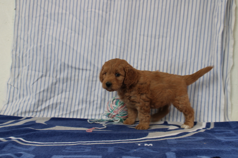 puppy, for, sale, Mini Golden Doodle F1, Matthew B. Stoltzfus, dog, breeder, Gap, PA, dog-breeder, puppy-for-sale, forsale, nearby, find, puppyfind, locator, puppylocator, aca